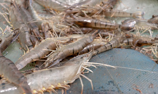 How to increase shrimp growth effectively in nursery culture?